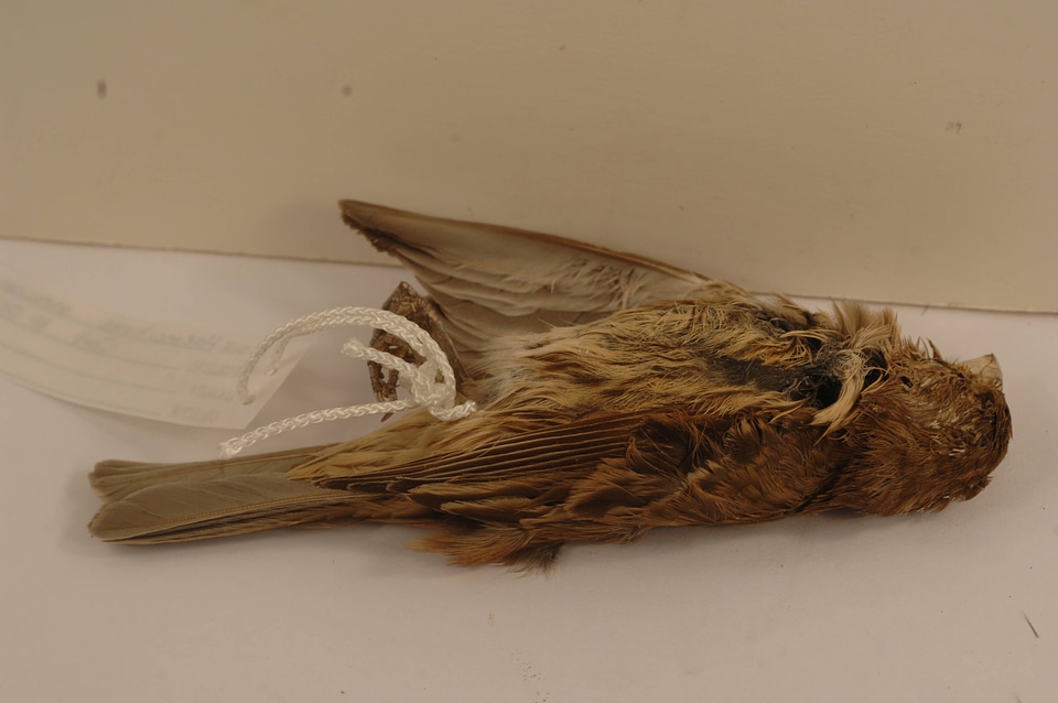 Haemorhous mexicanus