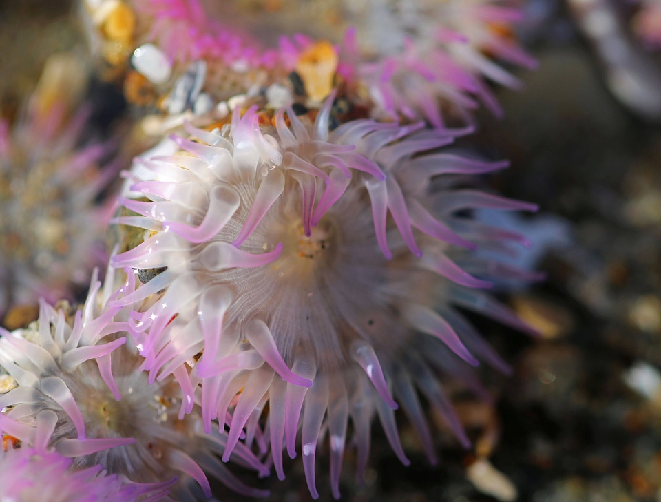 Aggregating anemone