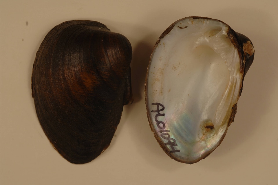 Pleurobema decisum-2