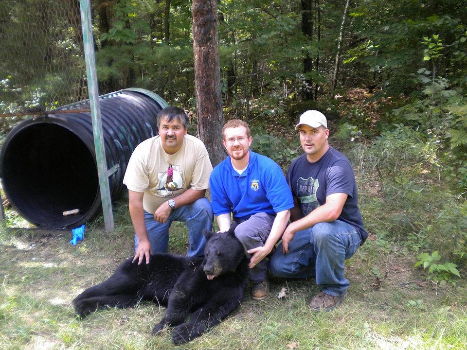Native american liaison and biologists with sedated black bear