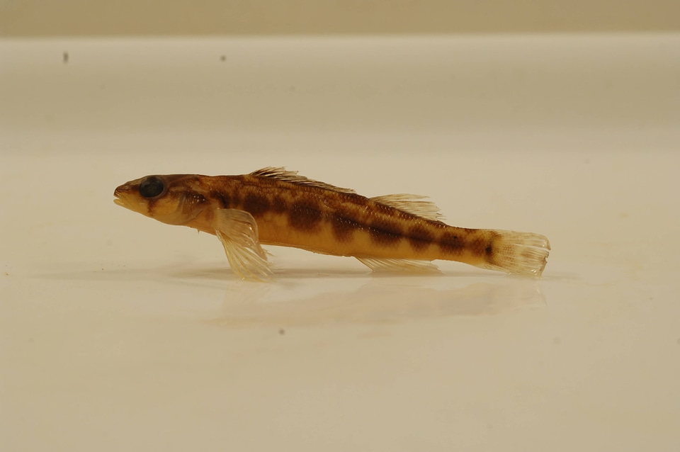 Percina notogramma