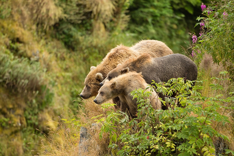 Kodiak brown bear with cubs-1