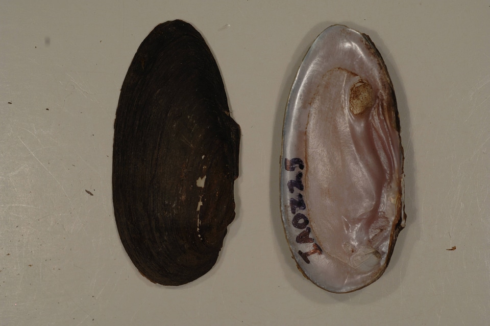 Elliptio dilatata-5