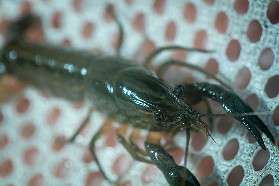 Panama City crayfish-1