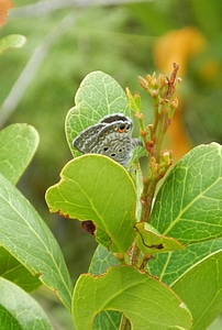 Miami Blue Butterfly-3