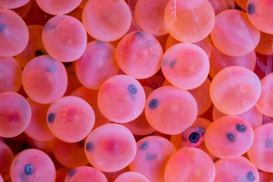 Rainbow trout eggs-4