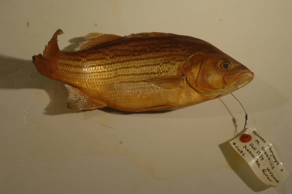 Morone chrysops x saxatilis-1