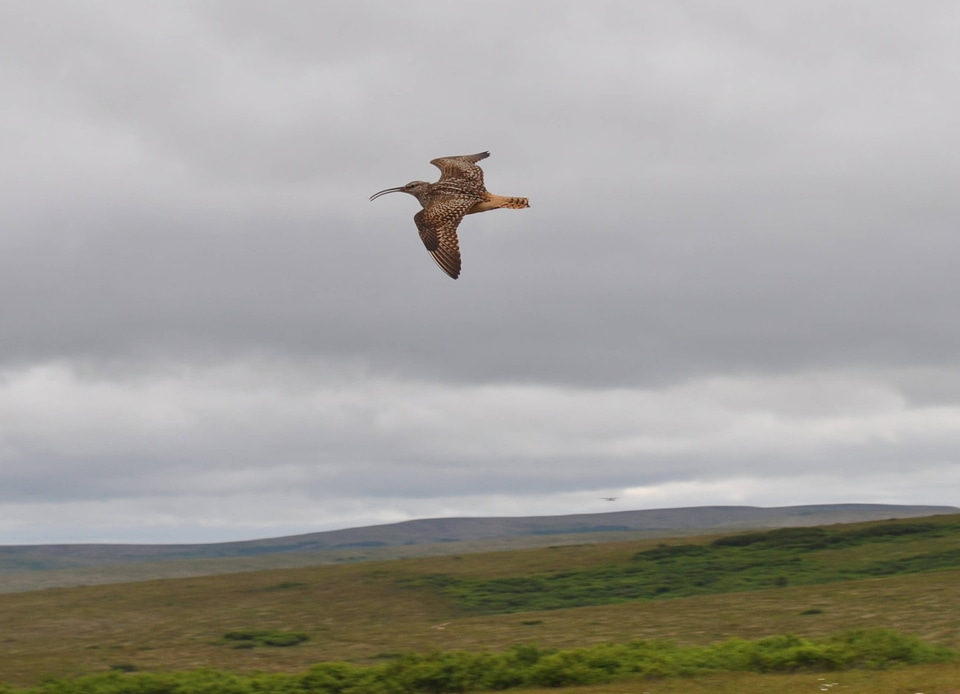 Bristle-thighed Curlew-2