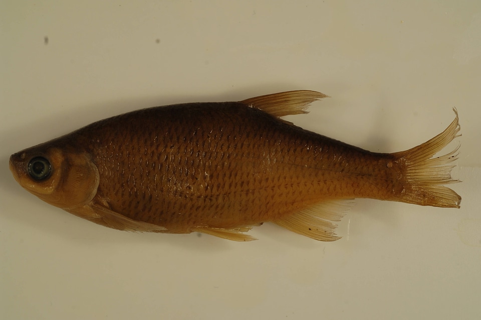 Notemigonus crysoleucas-1
