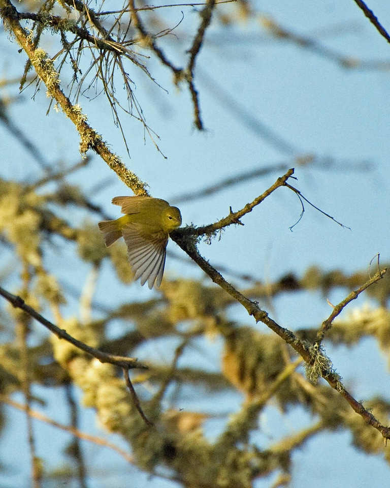 Orange-crowned warbler-3