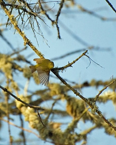 Orange-crowned warbler-3