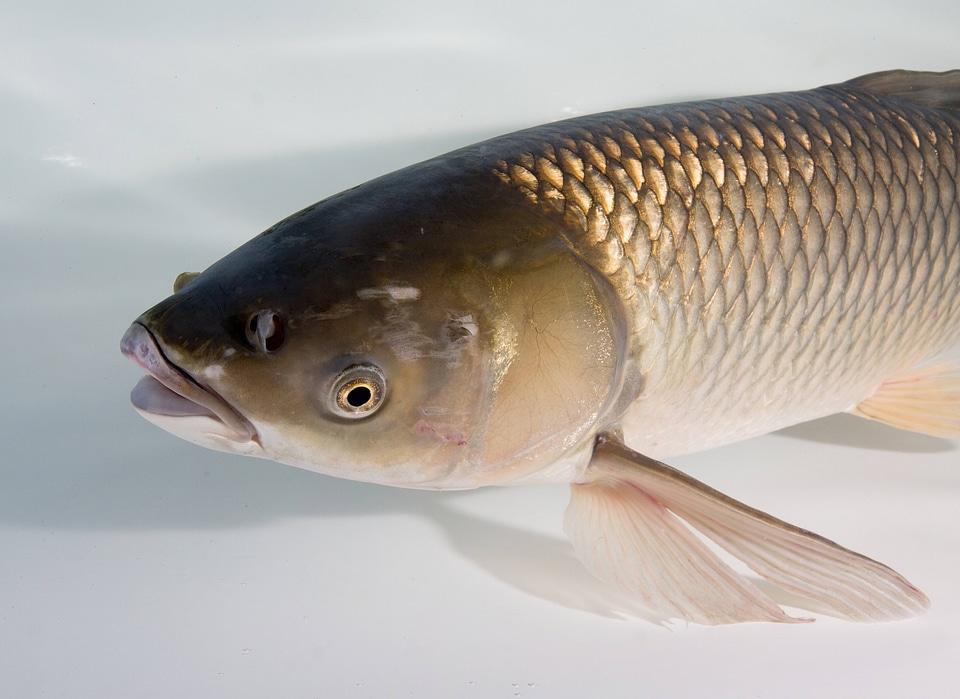 Grass Carp Adult-2