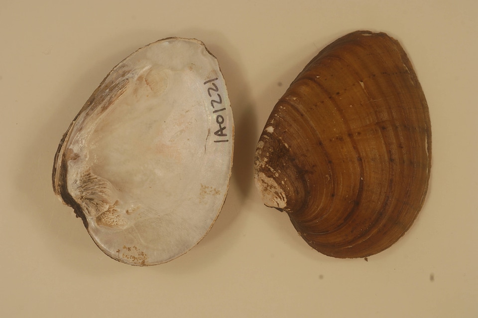 Ellipsaria lineolata-3