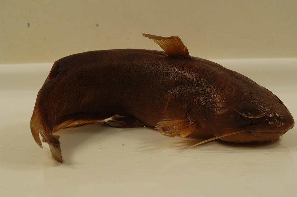 Ameiurus nebulosus-2