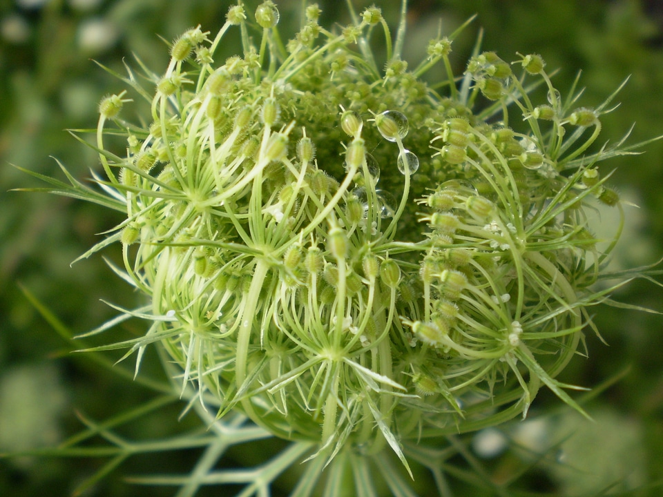 Green nature macro