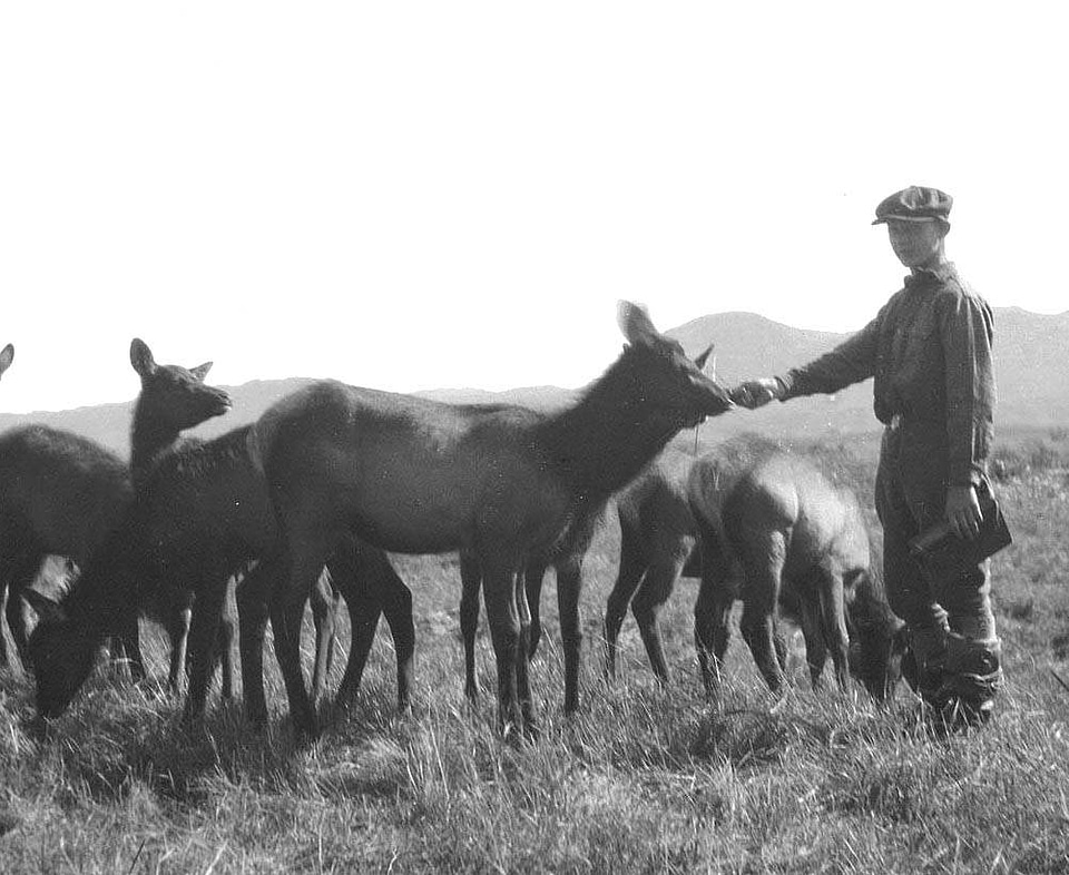 Elk Released on Afognak Island, Kodiak