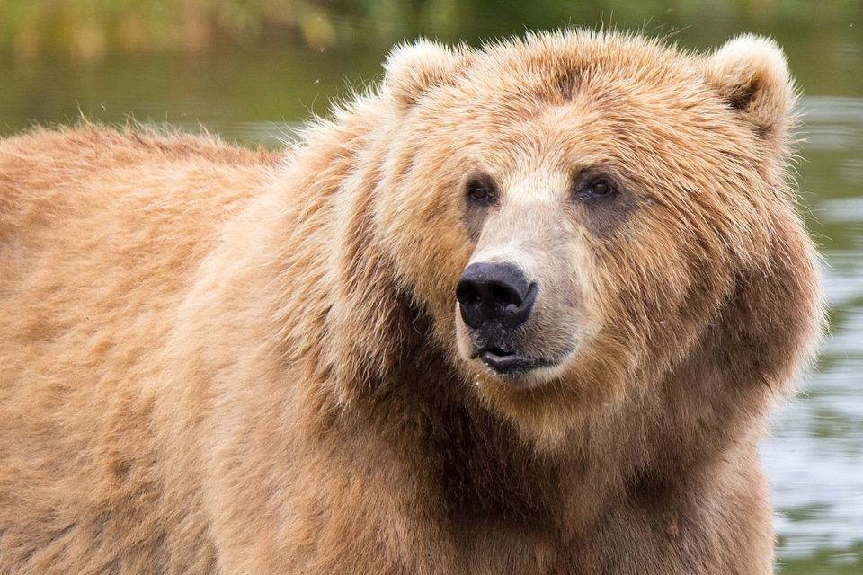 Kodiak brown bear close-up-1