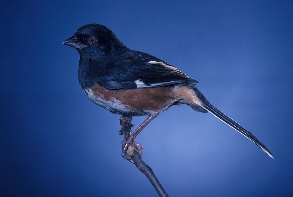 Rufous-sided towhee