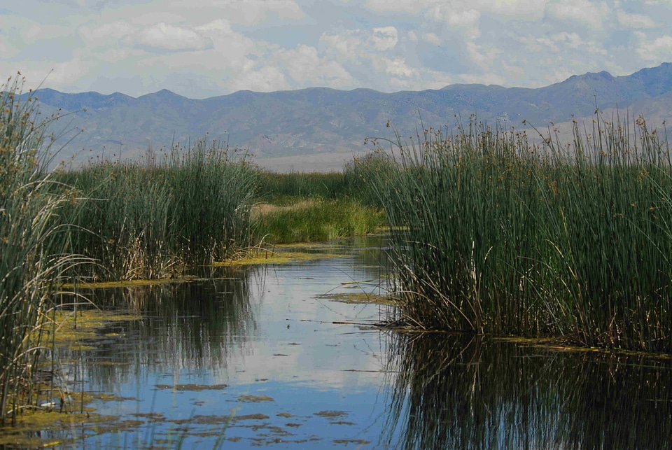 Stillwater marsh in Spring