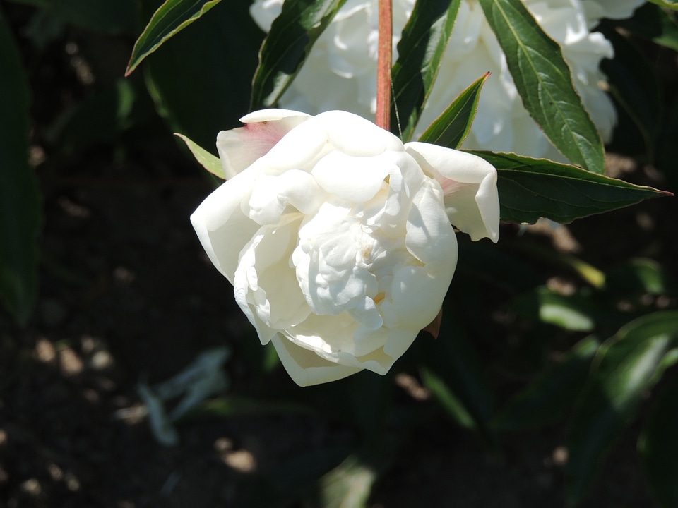 Nature flowers plant