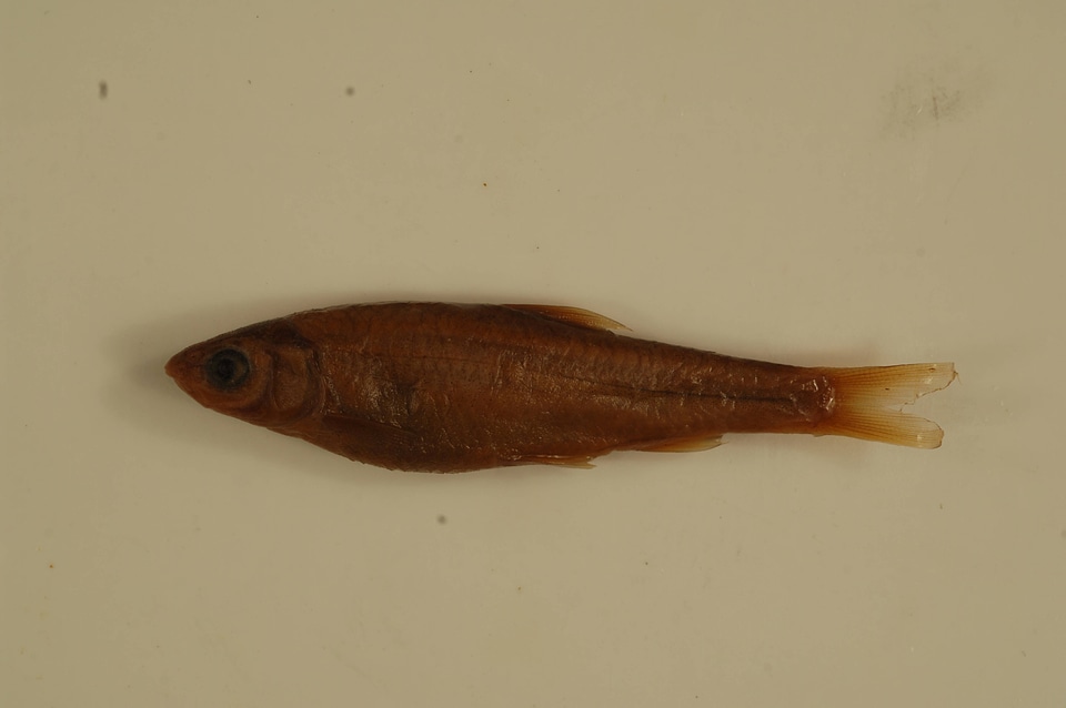 Hybognathus regius-3