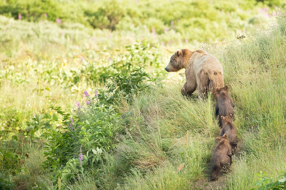 Kodiak brown bear and three cubs play follow the leader