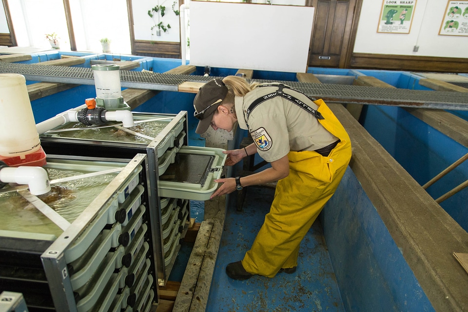 Biologist working at Leadville National Fish Hatchery-1