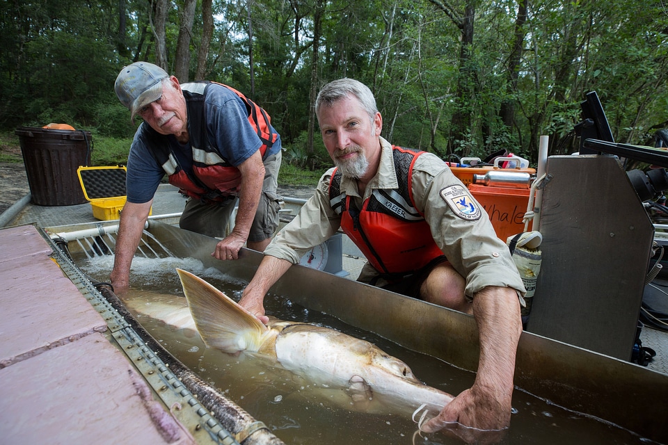 Fisheries biologists holds fin on a Gulf sturgeon-2