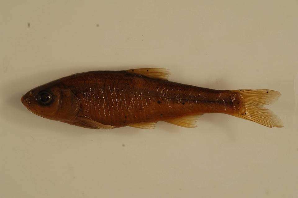 Luxilus chrysocephalus-3