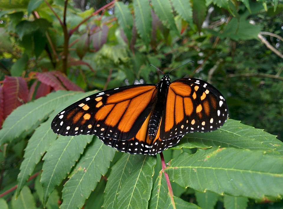 Monarch butterfly-1