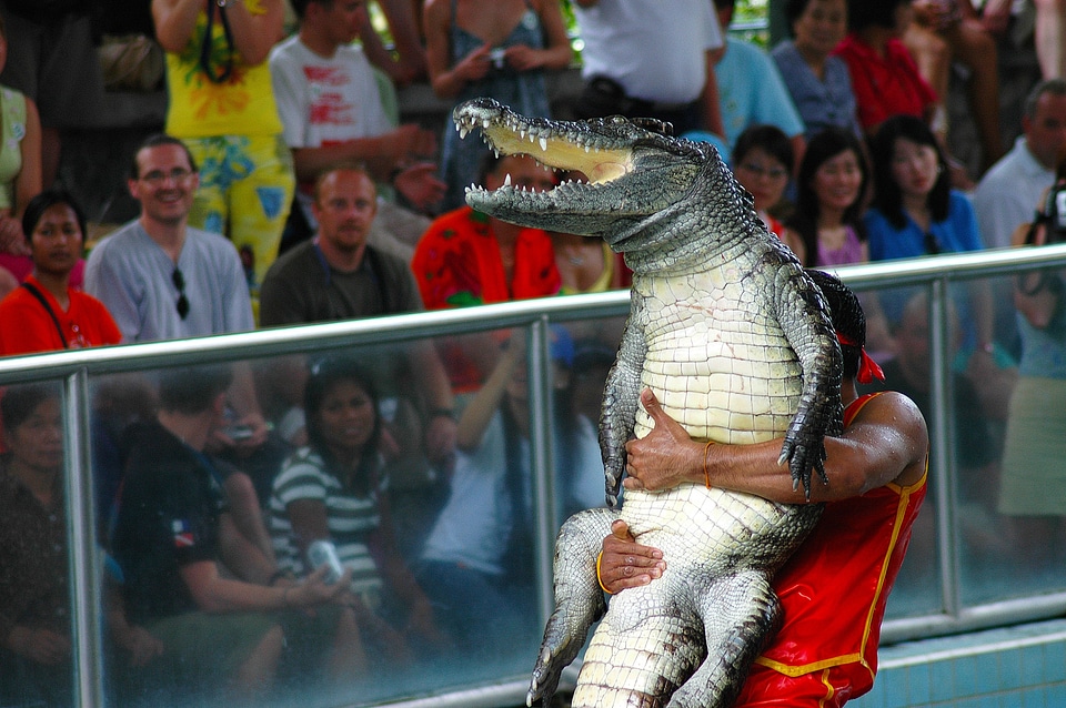 Crocodile band million year stone park thailand