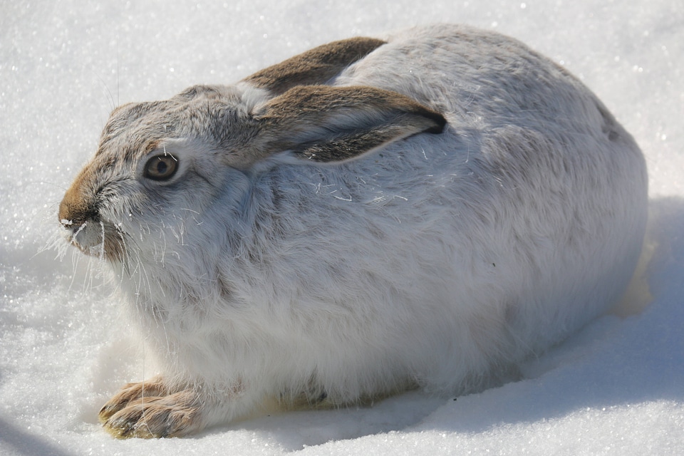 White-tailed Jackrabbit 