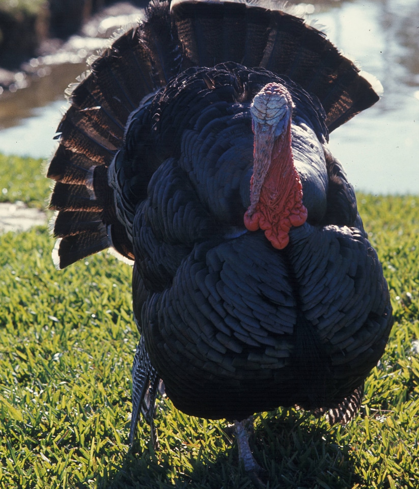 Domestic turkey