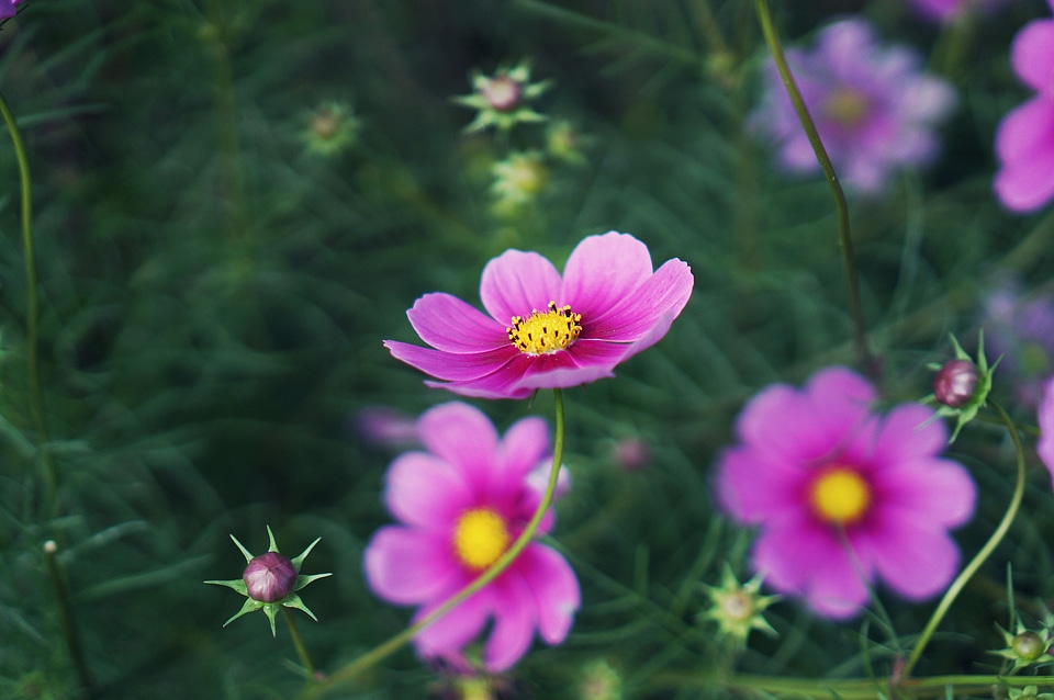 Cosmos flowers autumn