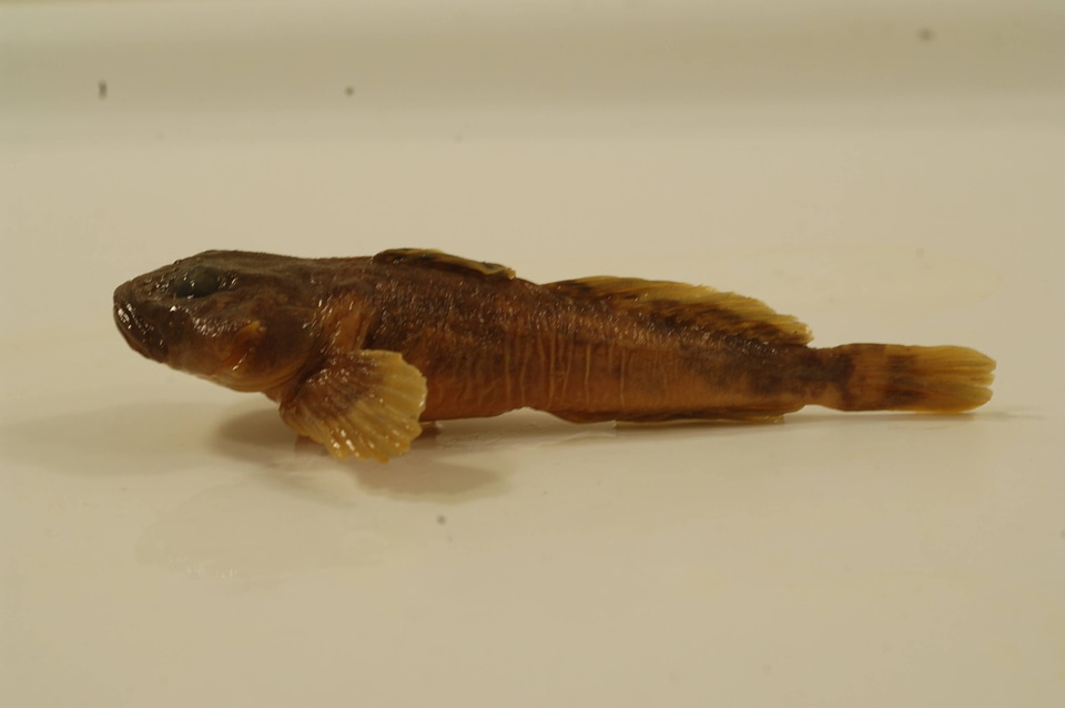 Cottus cognatus-11
