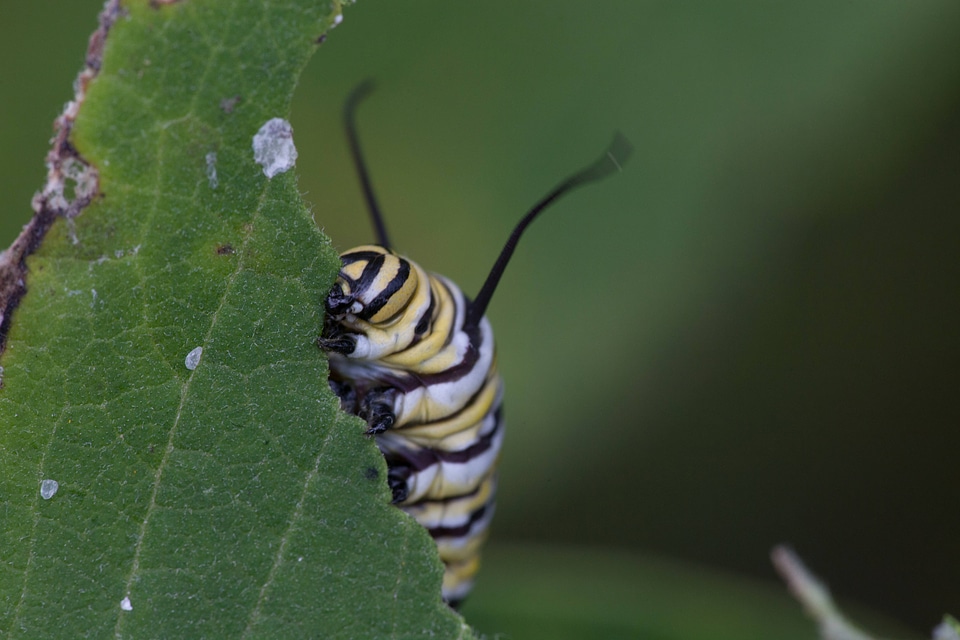 Monarch butterfly larvae feeding on milkweed-3