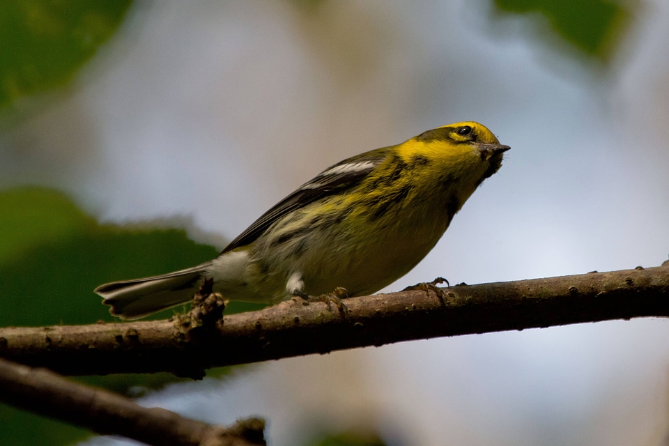 Townsend's Warbler