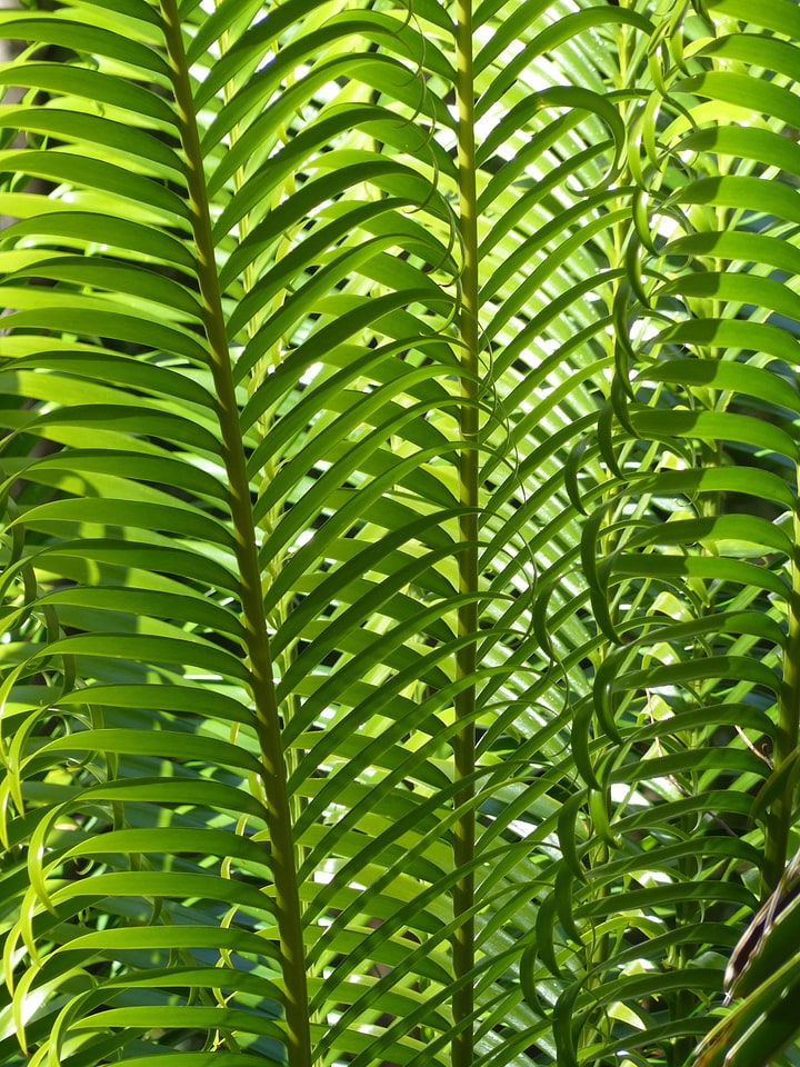 Green tropical summer