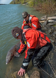 USFWS Fisheries workers releasing lake sturgeon-2