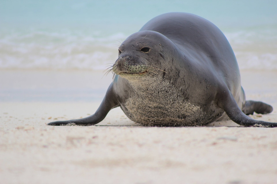 Endangered Hawaiian monk seal