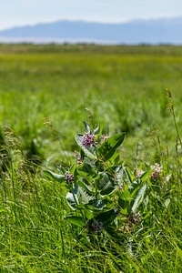 Wildflowers in a field