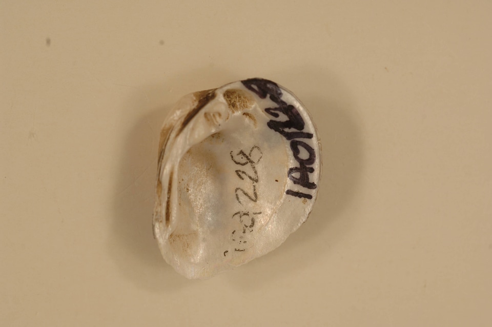 Truncilla truncata (inside)-2