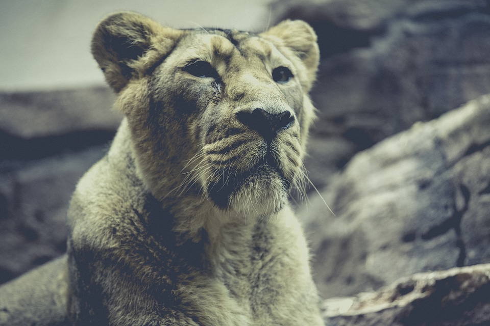 Big cat wildcat animal world photo