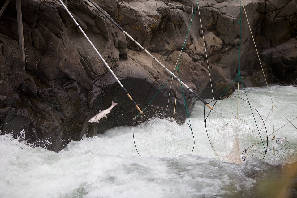Salmon escapes traditional dip nets-3