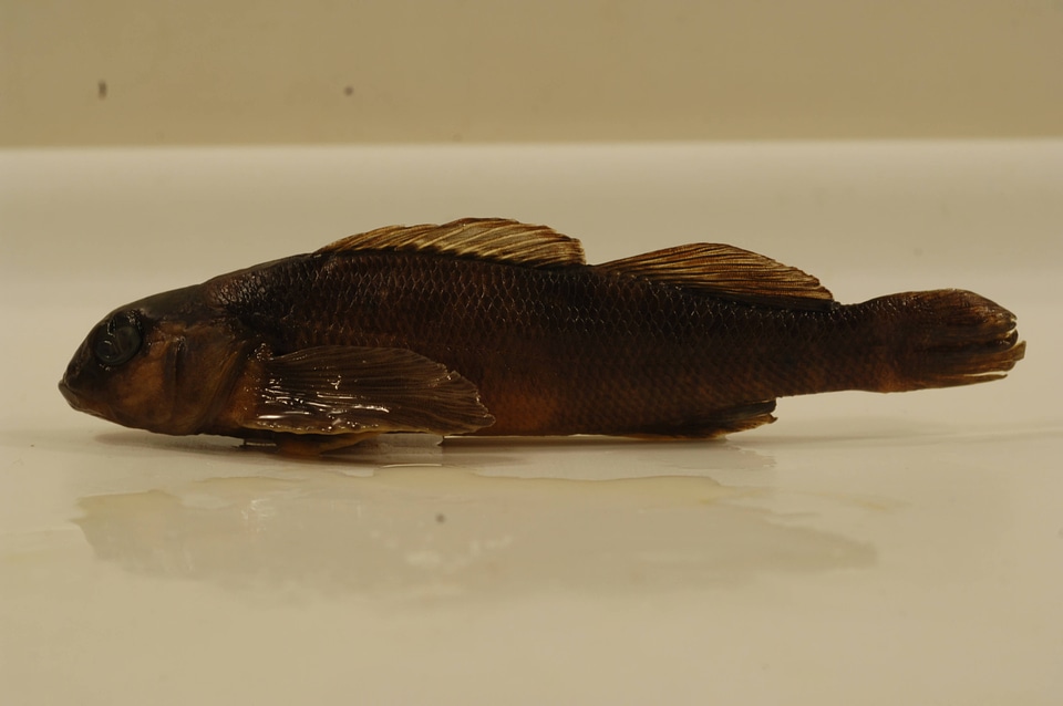 Etheostoma variatum-6