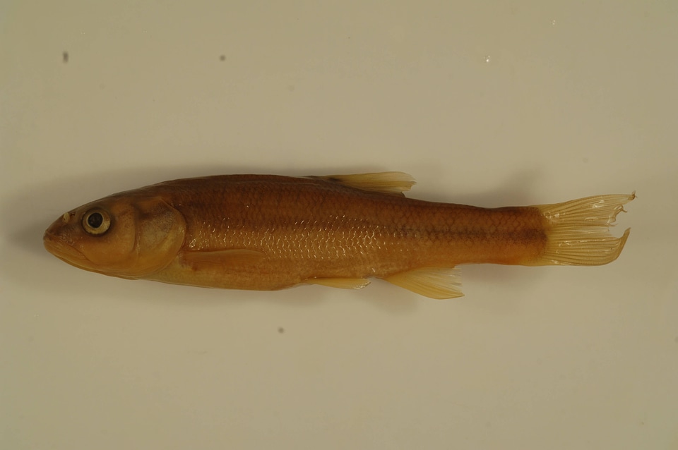 Semotilus atromaculatus-3
