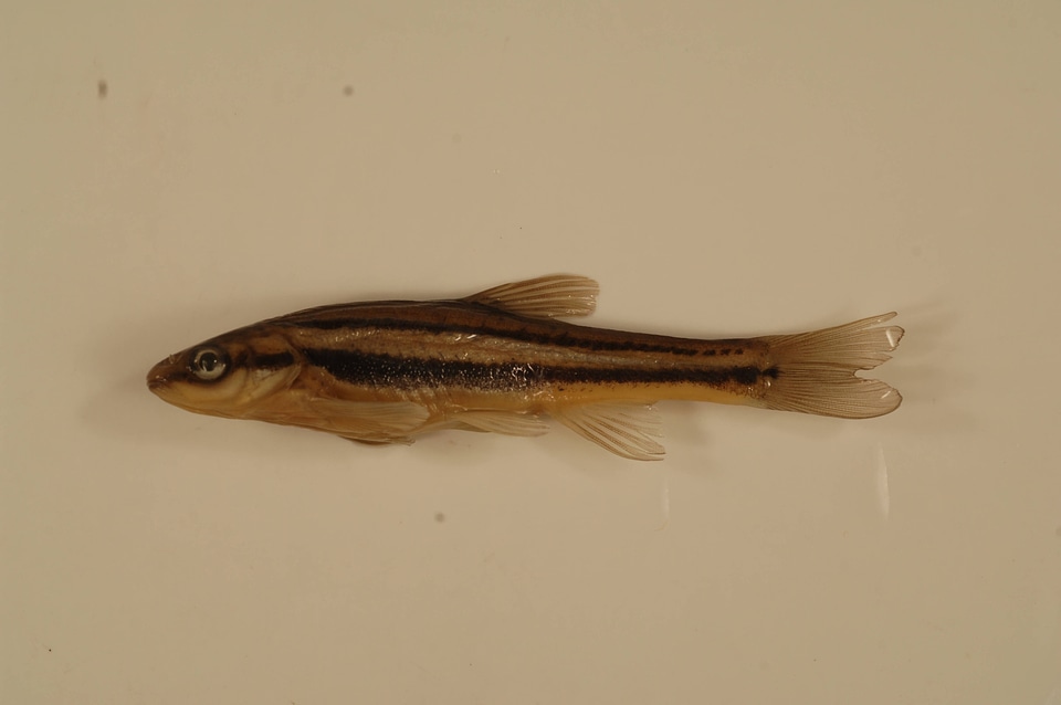 Chrosomus erythrogaster-4