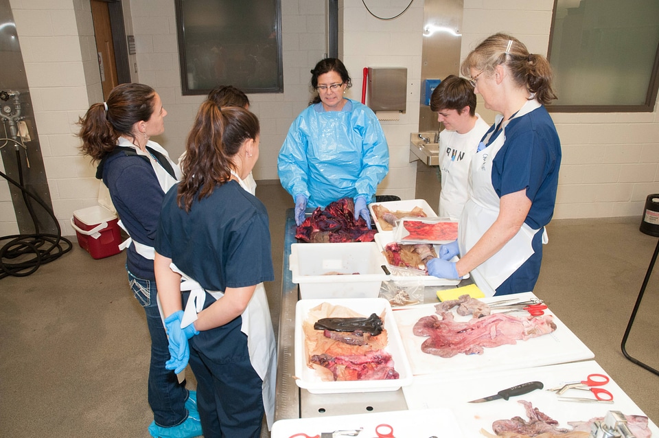 Marine Mammal Stranding Course at NCTC-1