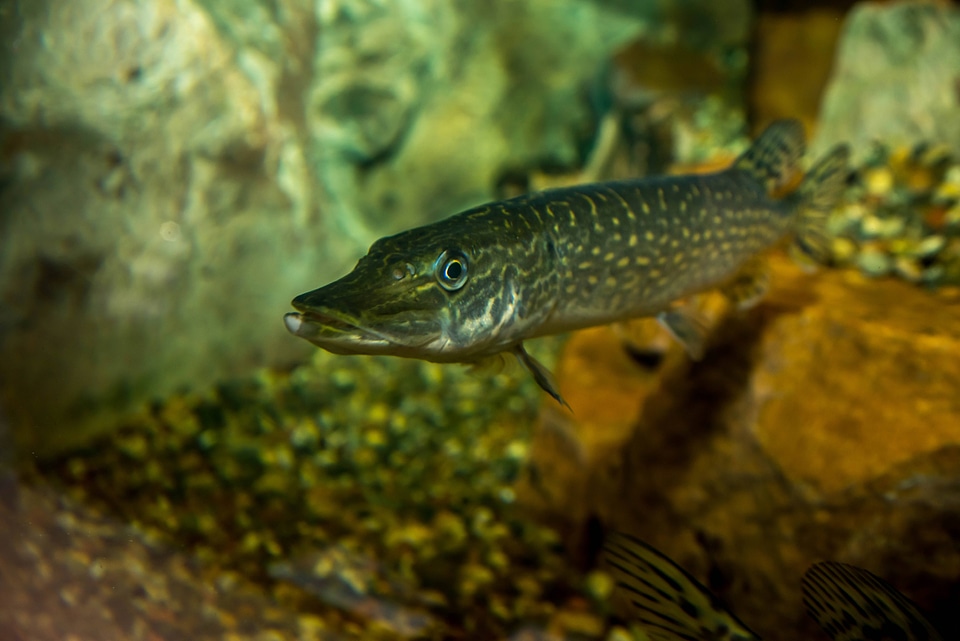 Juvenile Northern Pike