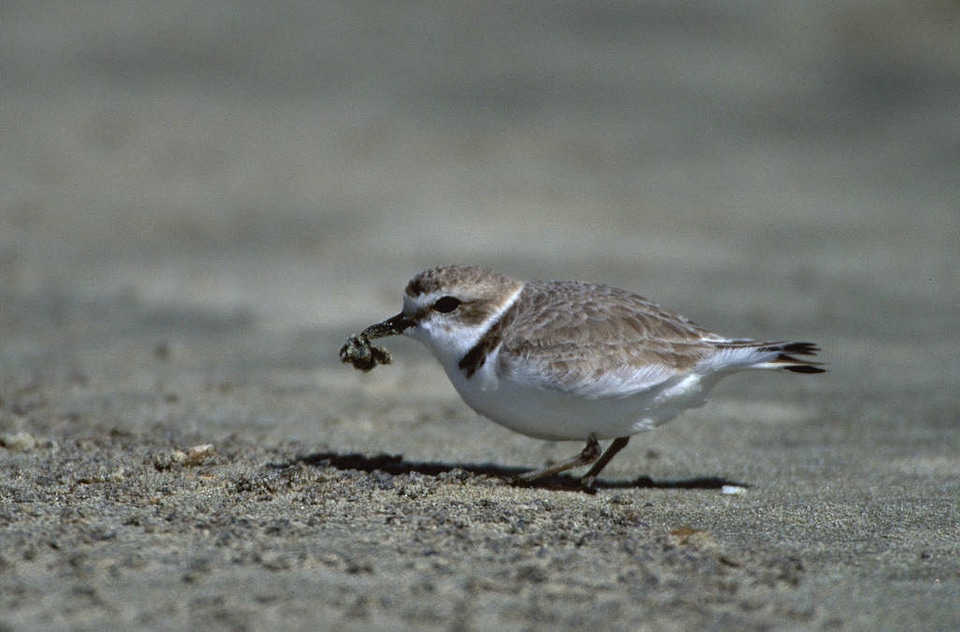 Western Snowy Plover Adult Feeding